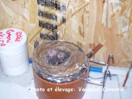 Sizerin classique 4 jours