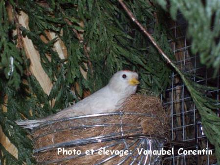 Femelle sizerin isabelle au nid