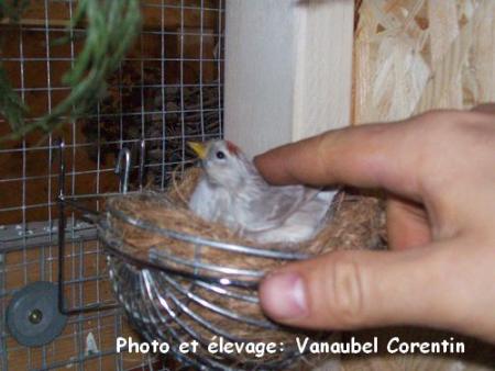 Femelle sizerin agate au nid