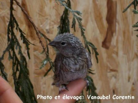 Sizerin classique +- 15 jours