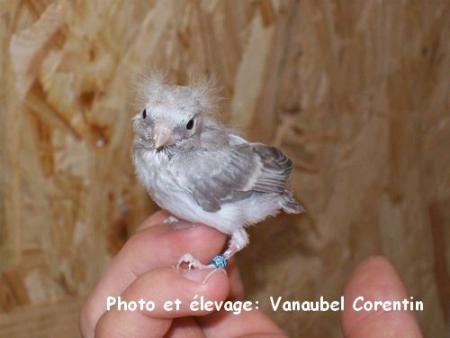 Sizerin agate +- 13 jours