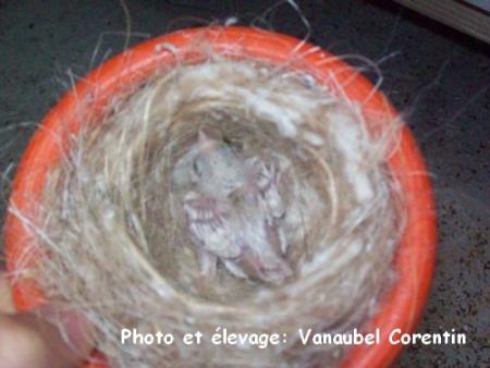 Sizerin isabelle 8 jours