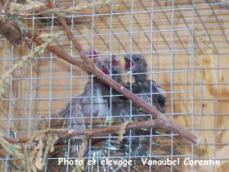 Sizerin agate/isabelle (2) et classque (2) 8 jours