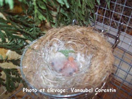 Sizerin agate (3) et isabelle (1) 1 jours