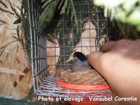 femelle bouvreuil au nid