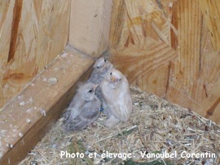 Sizerin agate (2) et isabelle (1) +- 13 jours