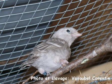 Sizerin agate +- 15 jours