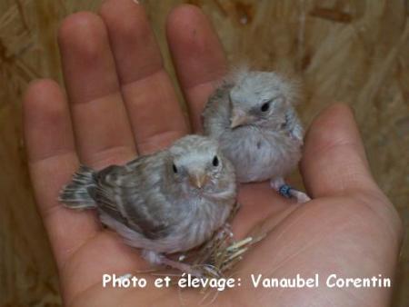 Sizerin agate +- 13 jours