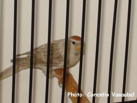 M�le sizerin agate