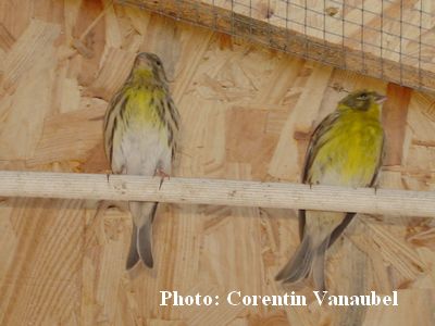 Couples de serin cini